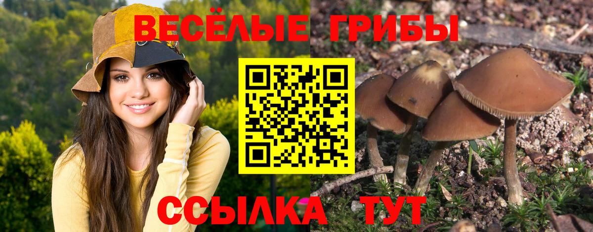 Кизилюрт  Галлюциногенные грибы Psilocybine cubensis  Вход с VPN 
